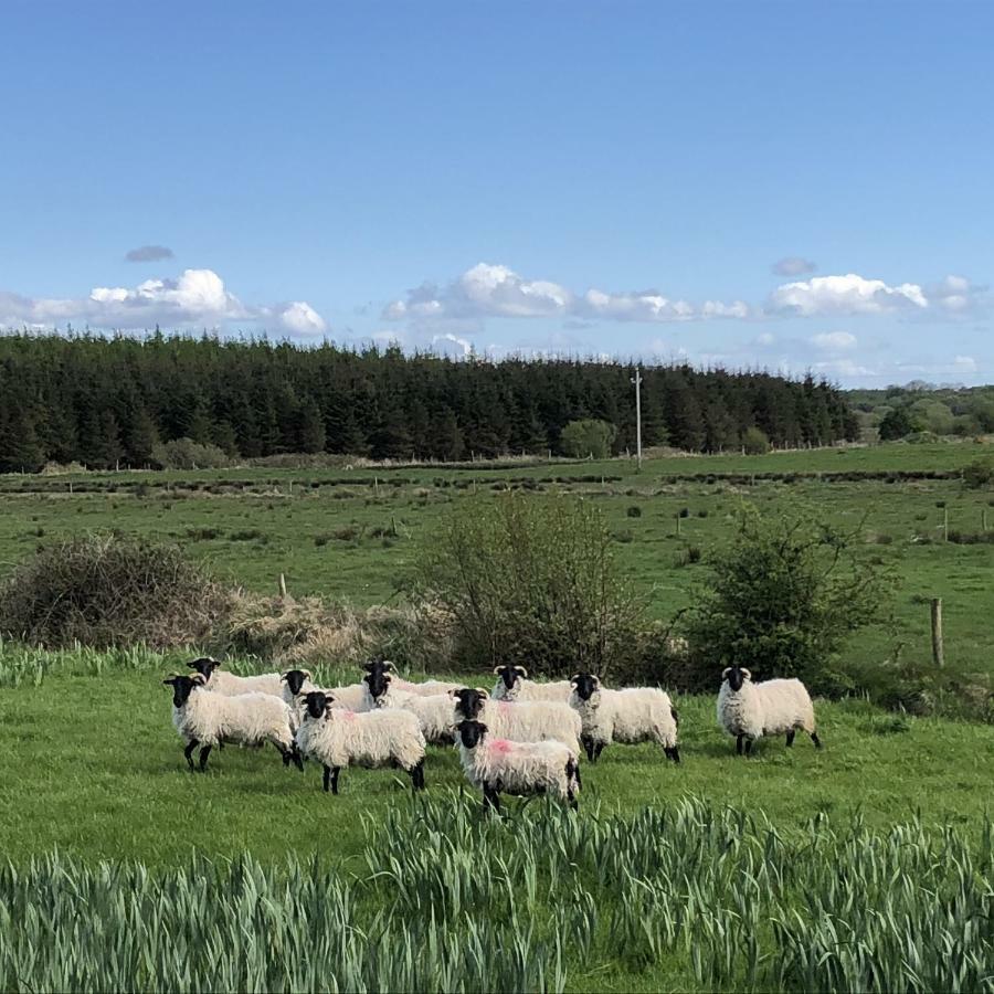 Thistledown - Ballina - Crossmolina - County Mayo - Sleeps 8 - Sister Property To Inglewood المظهر الخارجي الصورة